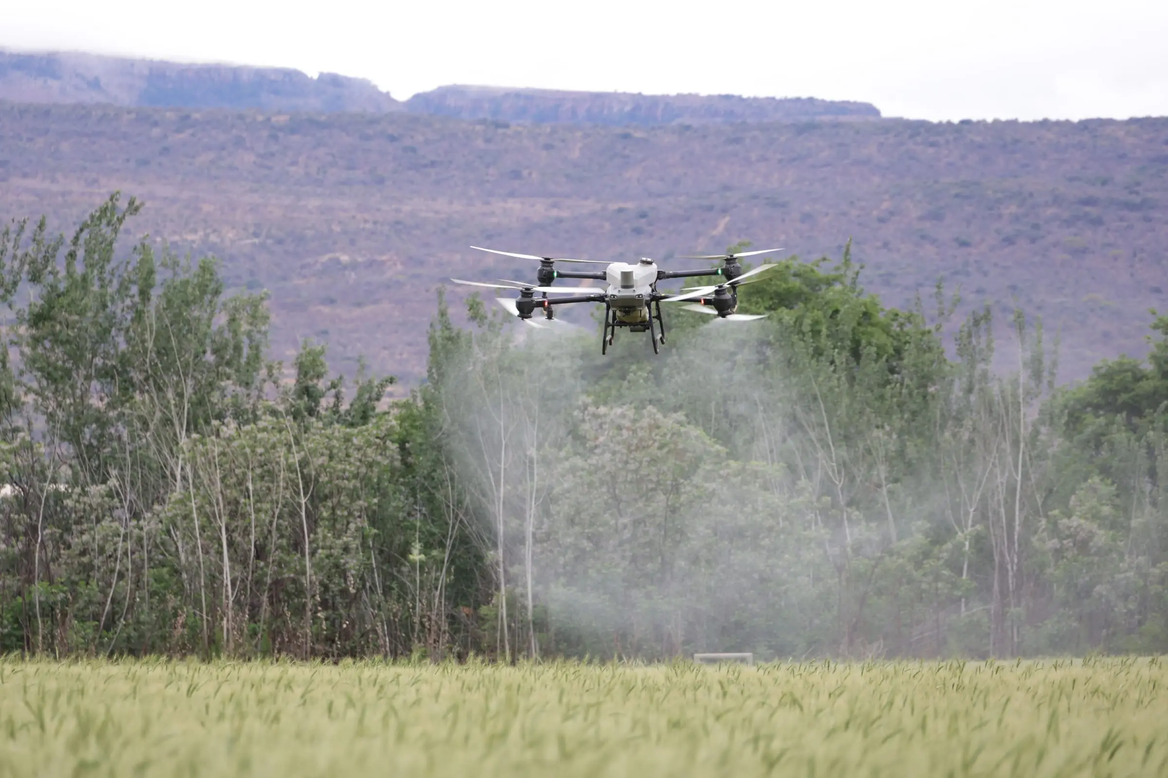 Dron agrícola DJI Agras pulverizando sobre un cultivo de trigo