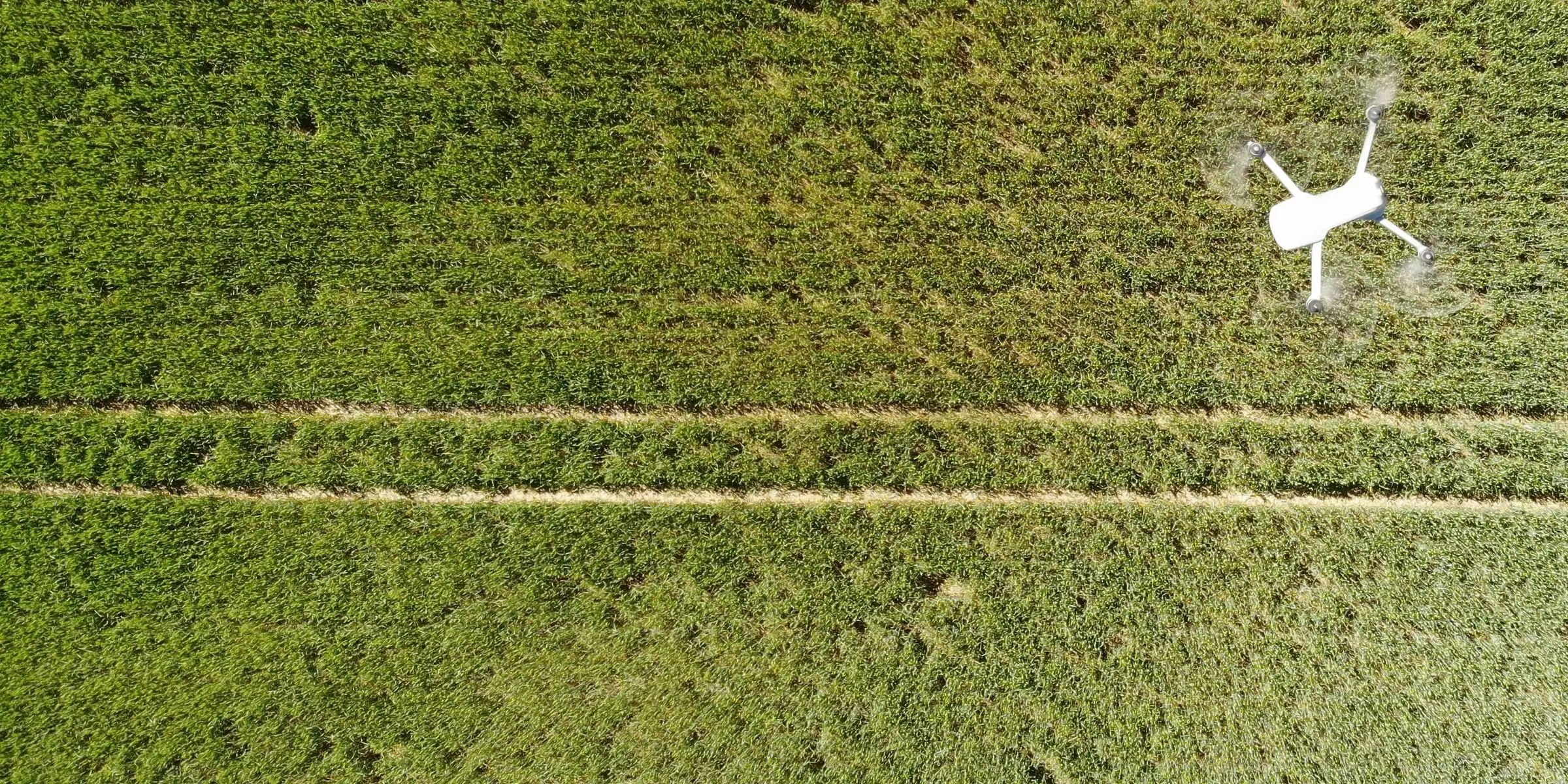 Dron sobrevolando un lote de trigo, visto desde arriba